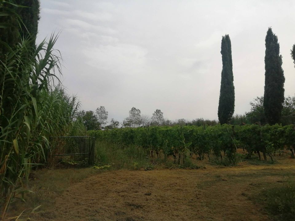 Helårsgrund i Casciana Terme Lari, Pisa - foto 1