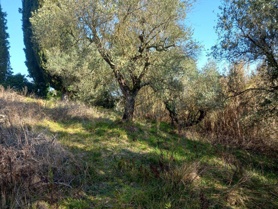 Helårsgrund i Crespina Lorenzana, Pisa - foto 3