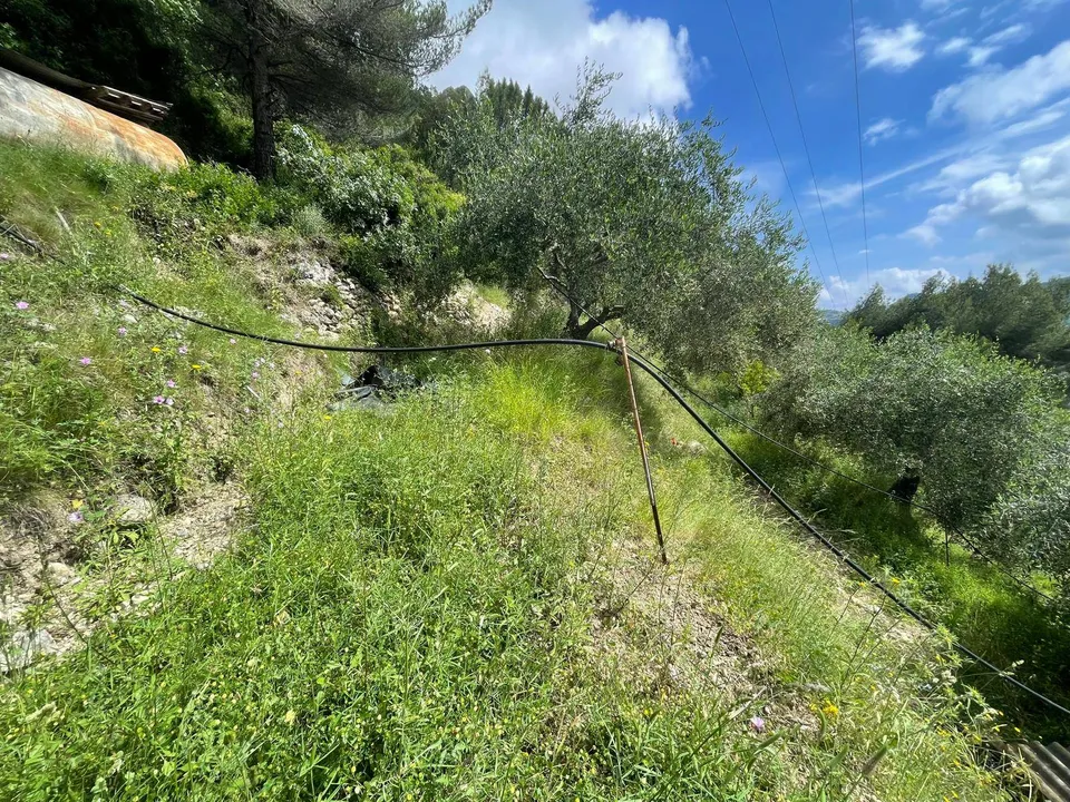 Tomt i Camporosso, Imperia - bilde 1