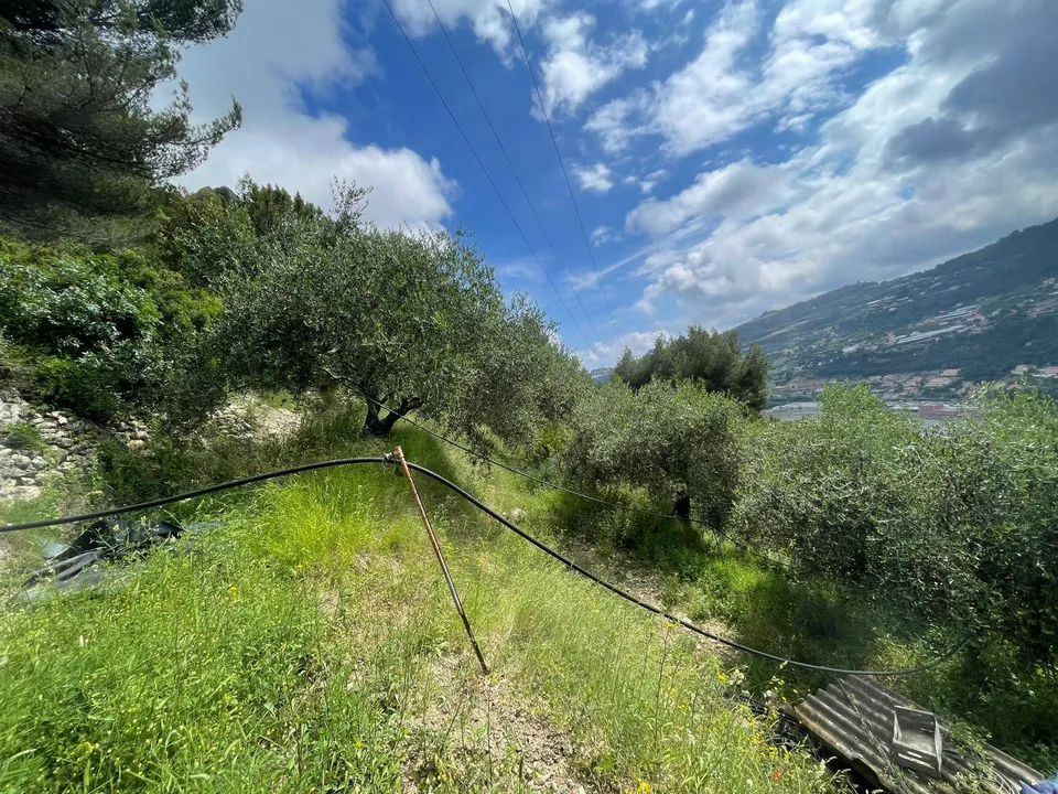 Tomt i Camporosso, Imperia - bilde 2