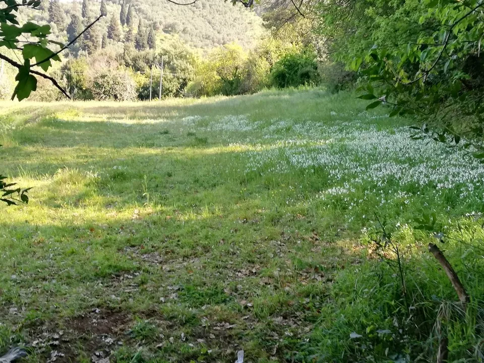 Helårsgrund i Massarosa, Lucca - foto 4