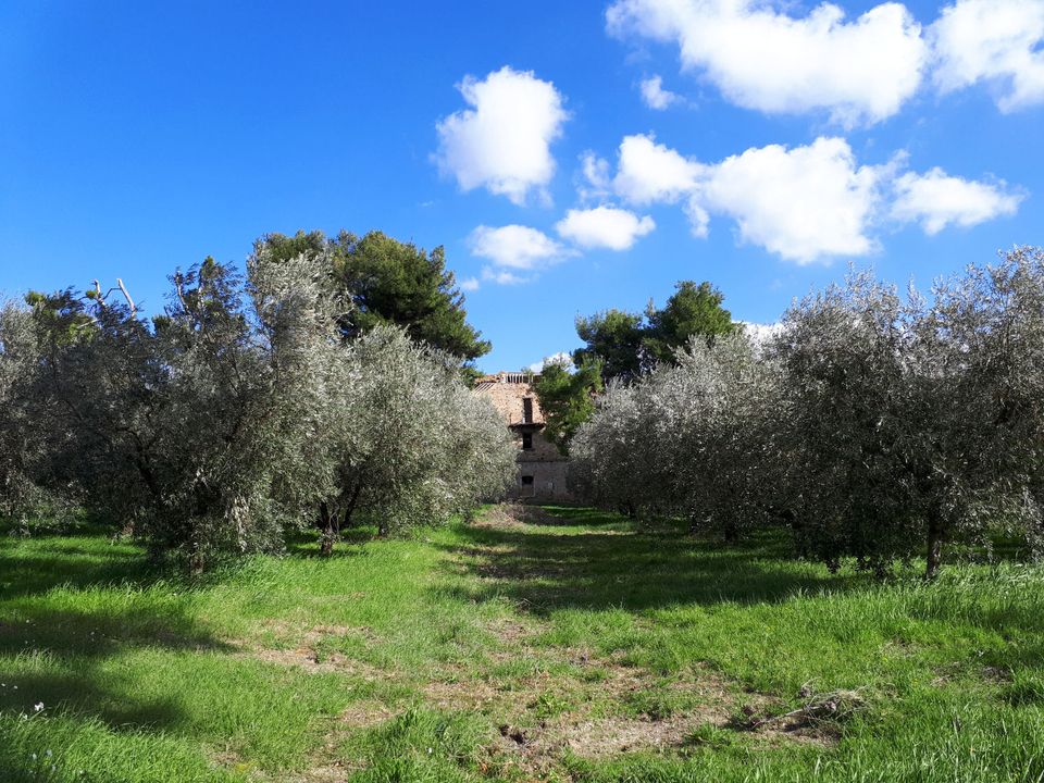 Landejendom i Appignano del Tronto, Ascoli Piceno - foto 3