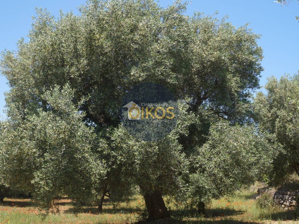 Helårsgrund i Fasano, Brindisi - foto 2