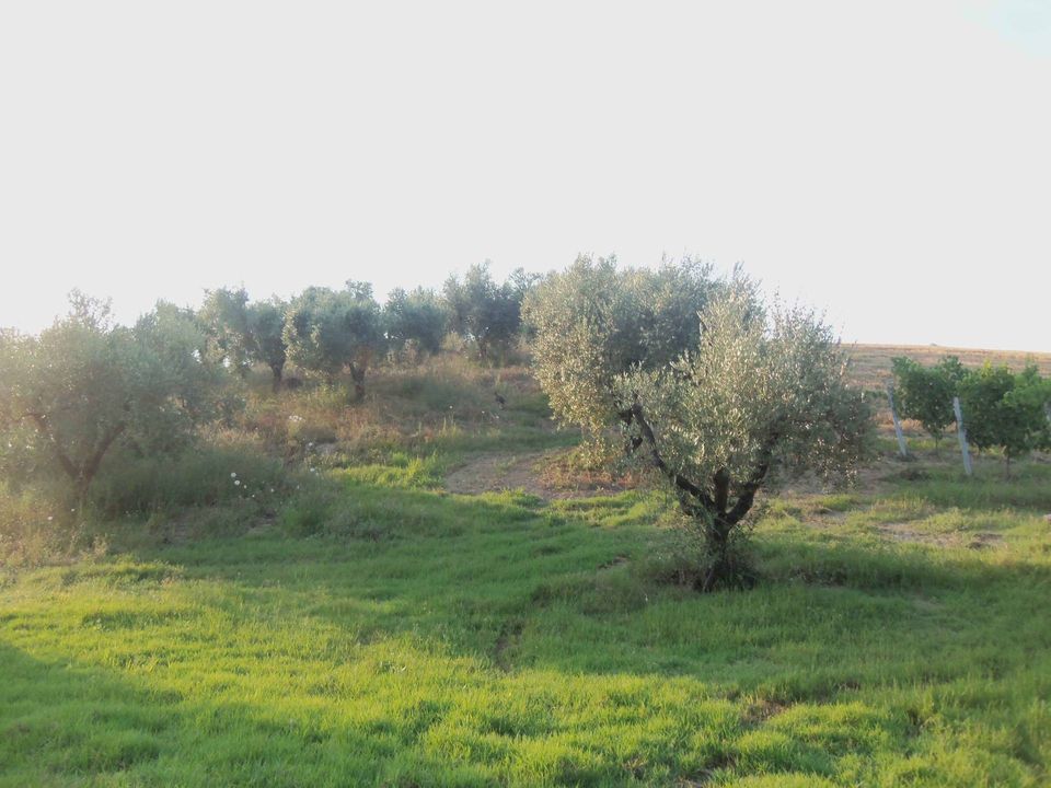 Helårsgrund i Monsampolo del Tronto, Ascoli Piceno - foto 5
