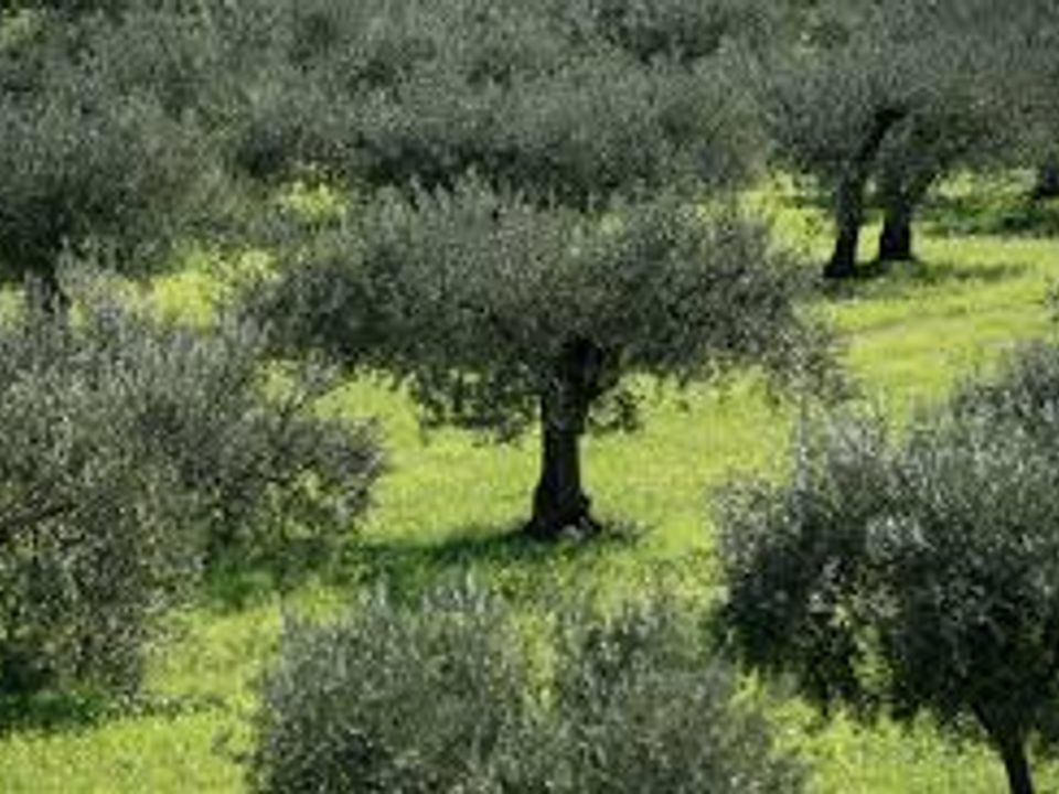 Helårsgrund i Ripatransone, Ascoli Piceno - foto 3