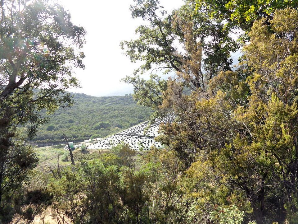 Farm i Campo Nell'Elba, Livorno - foto 5