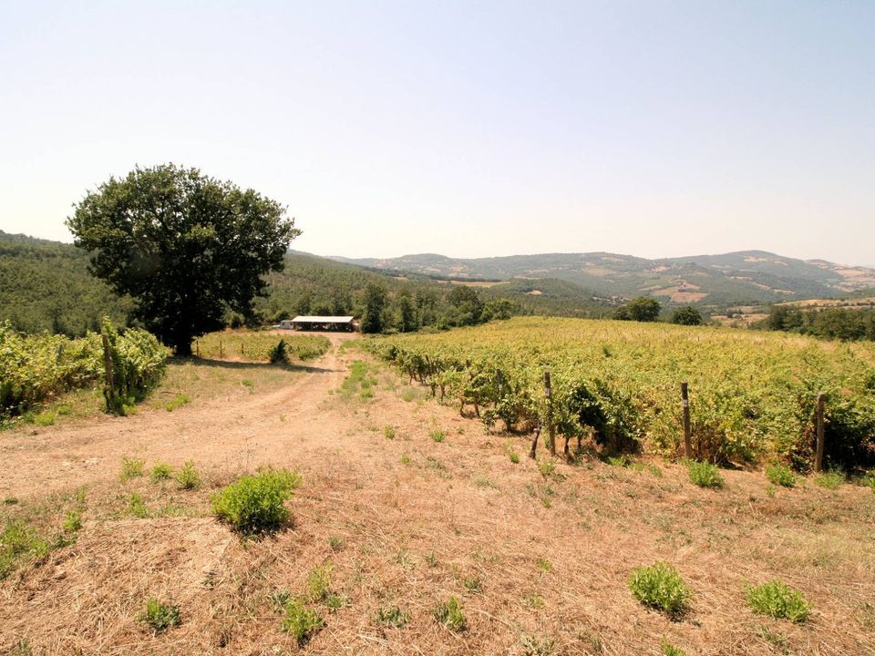Herregård i Scansano, Grosseto - bilde 4