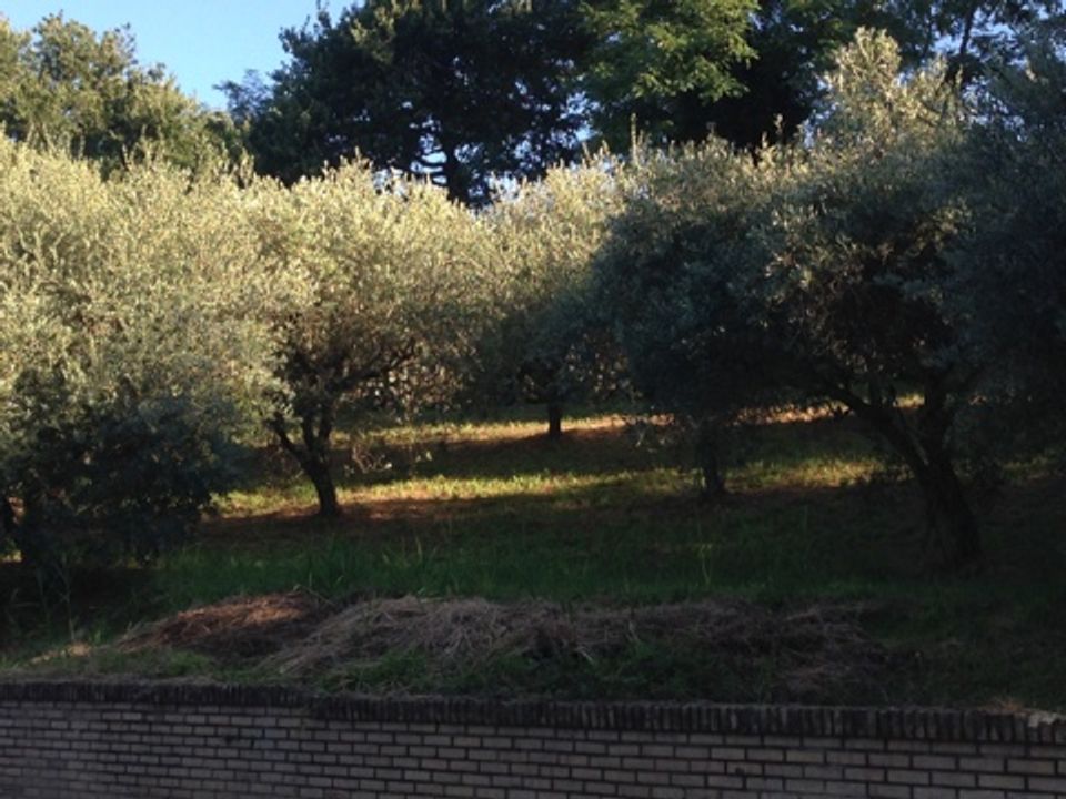 Helårsgrund i Montegiorgio, Fermo - foto 2