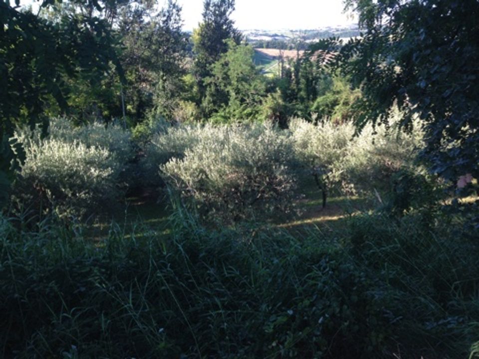 Helårsgrund i Montegiorgio, Fermo - foto 4