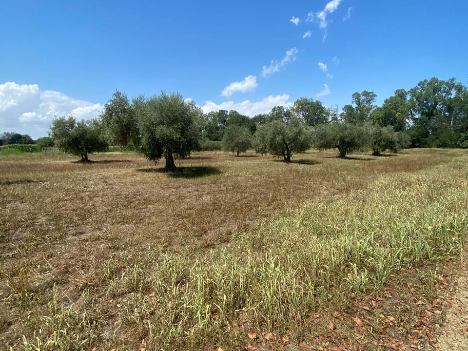 Tomt i Fermo, Fermo - bilde 5