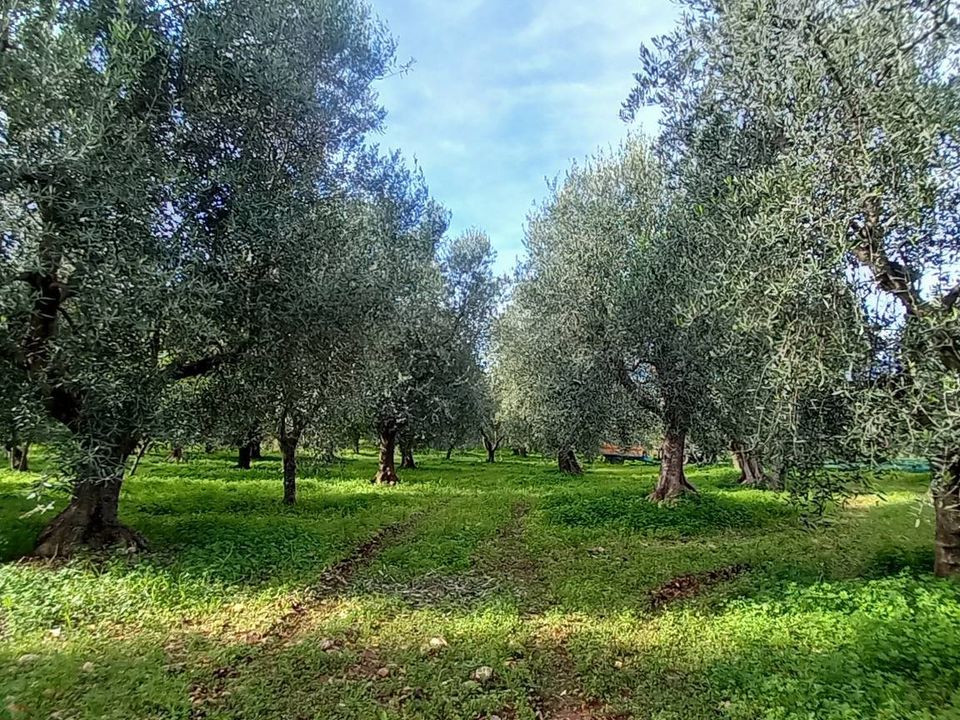 Helårsgrund i Ischitella, Foggia - foto 1