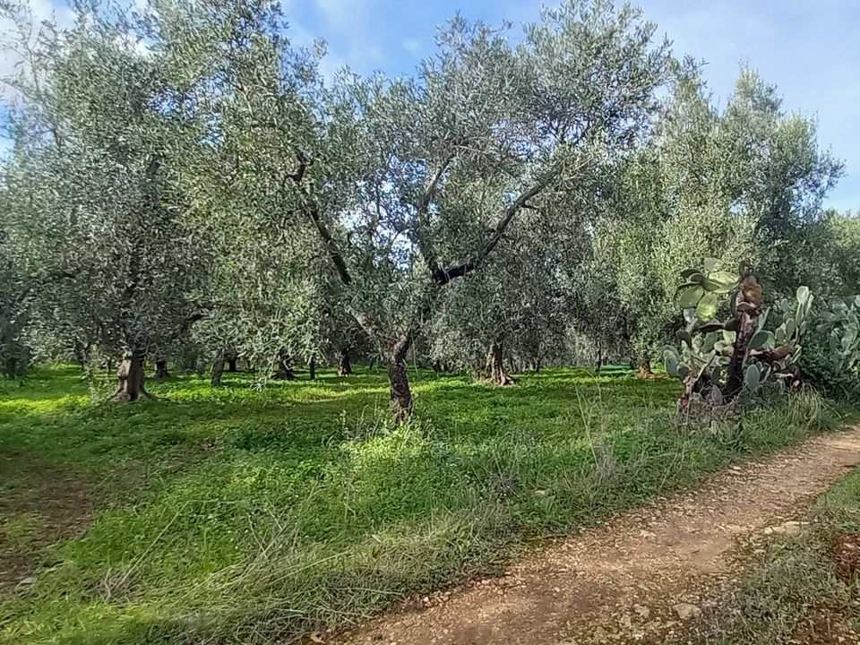 Helårsgrund i Ischitella, Foggia - foto 4