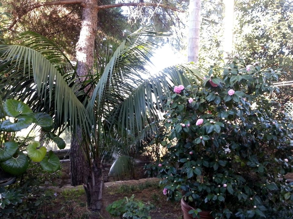 Villa i Bordighera, Imperia - foto 4