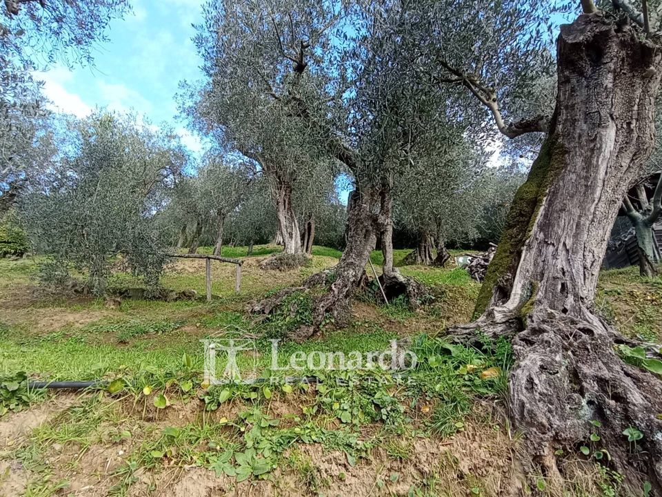 Villa i Massarosa, Lucca - foto 4