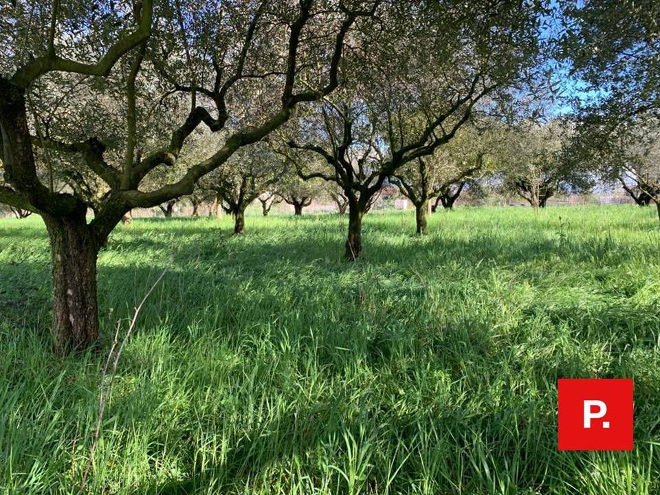 Helårsgrund i Alvignano, Caserta - foto 4