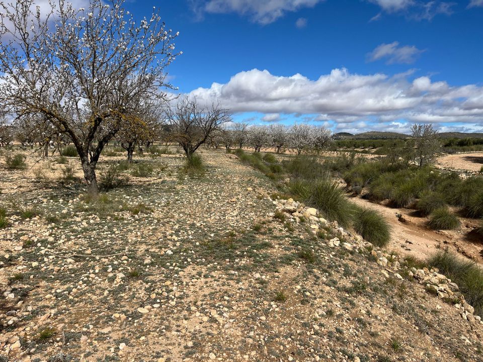 Landejendom i Yecla, Murcia - foto 2