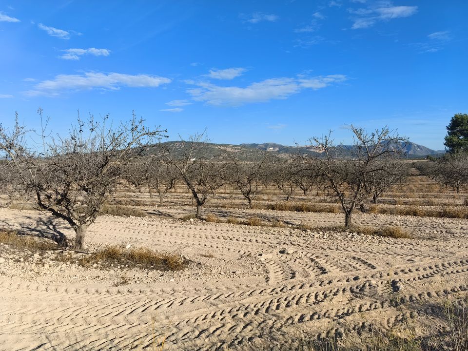 Helårsgrund i Pinoso, Alicante - foto 2