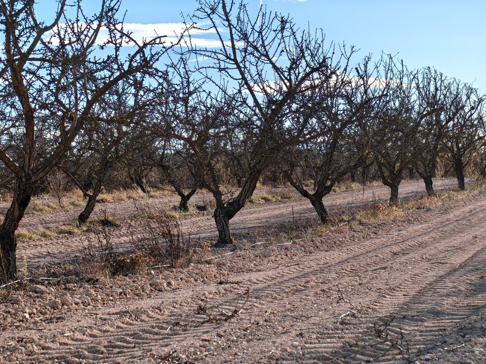 Helårsgrund i Pinoso, Alicante - foto 5