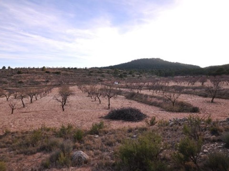 Tomt i Raspay, Murcia - bilde 3