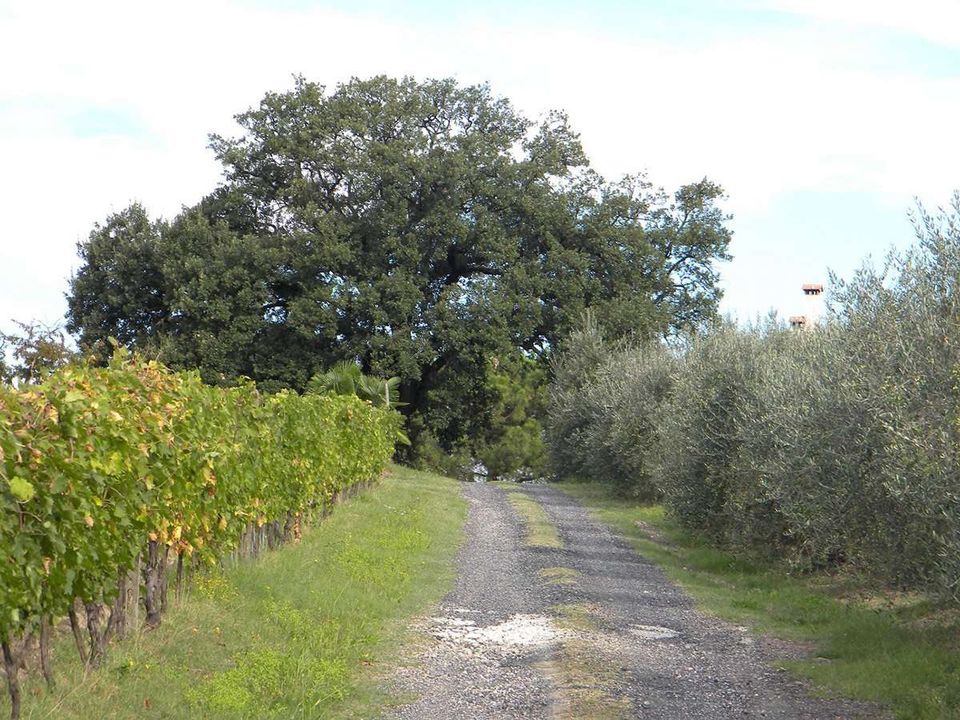 Farm hus i Terricciola, Pisa - foto 2