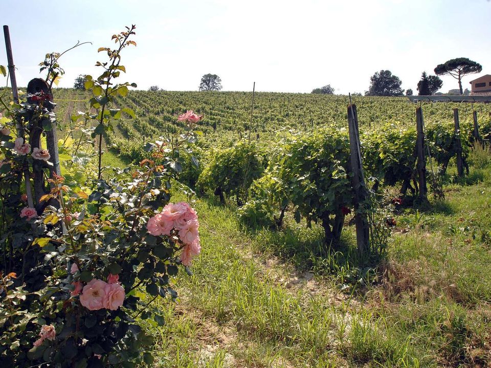 Farm hus i Montaione, Florence - foto 1