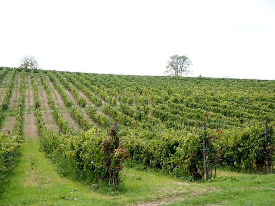 Farm hus i Montaione, Florence - foto 2