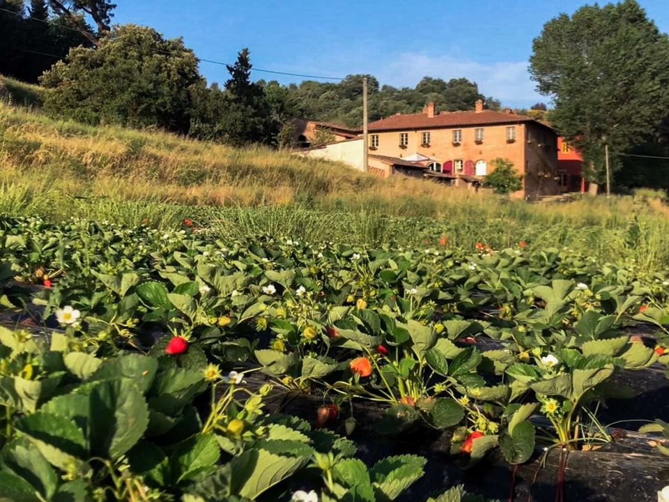 Farm hus i San Miniato, Pisa - foto 5
