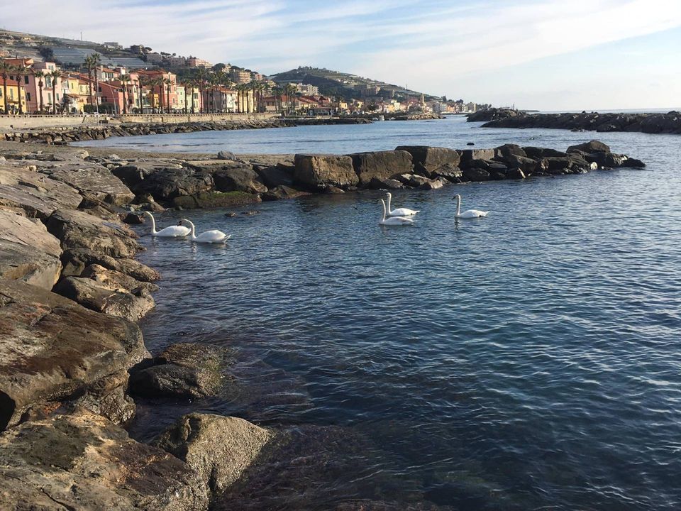 Helårsgrund i Riva Ligure, Imperia - foto 4