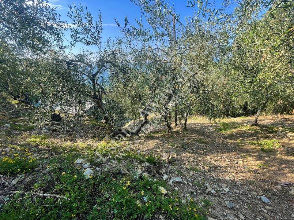 Tomt i Cipressa, Imperia - bilde 3