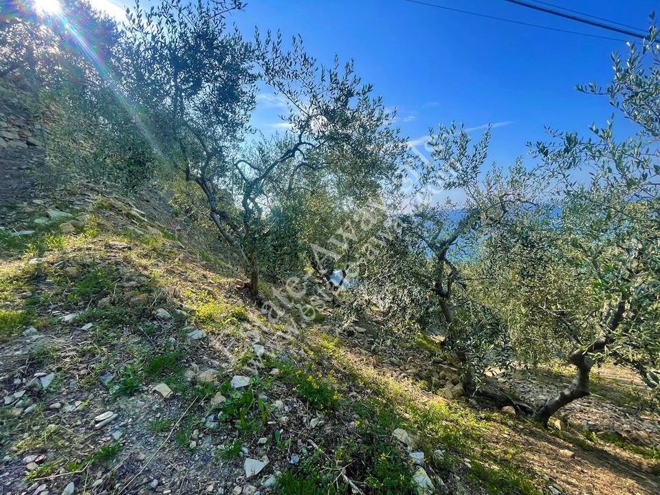 Tomt i Cipressa, Imperia - bilde 5