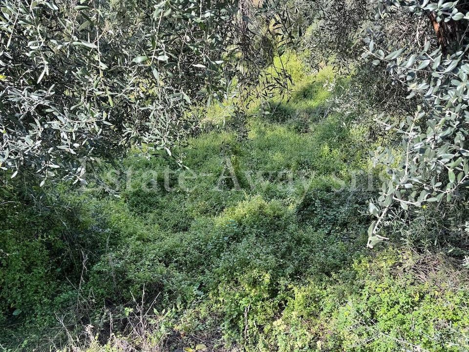 Helårsgrund i Bordighera, Imperia - foto 5
