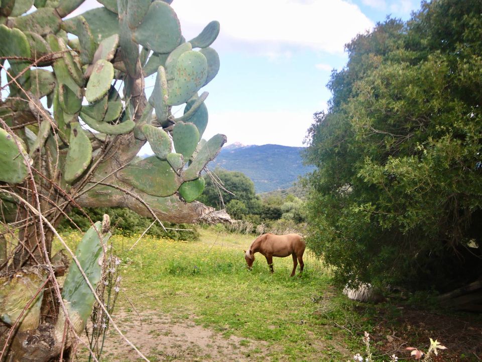 Helårsgrund i Sant'Antonio di Gallura, Sassari - foto 1