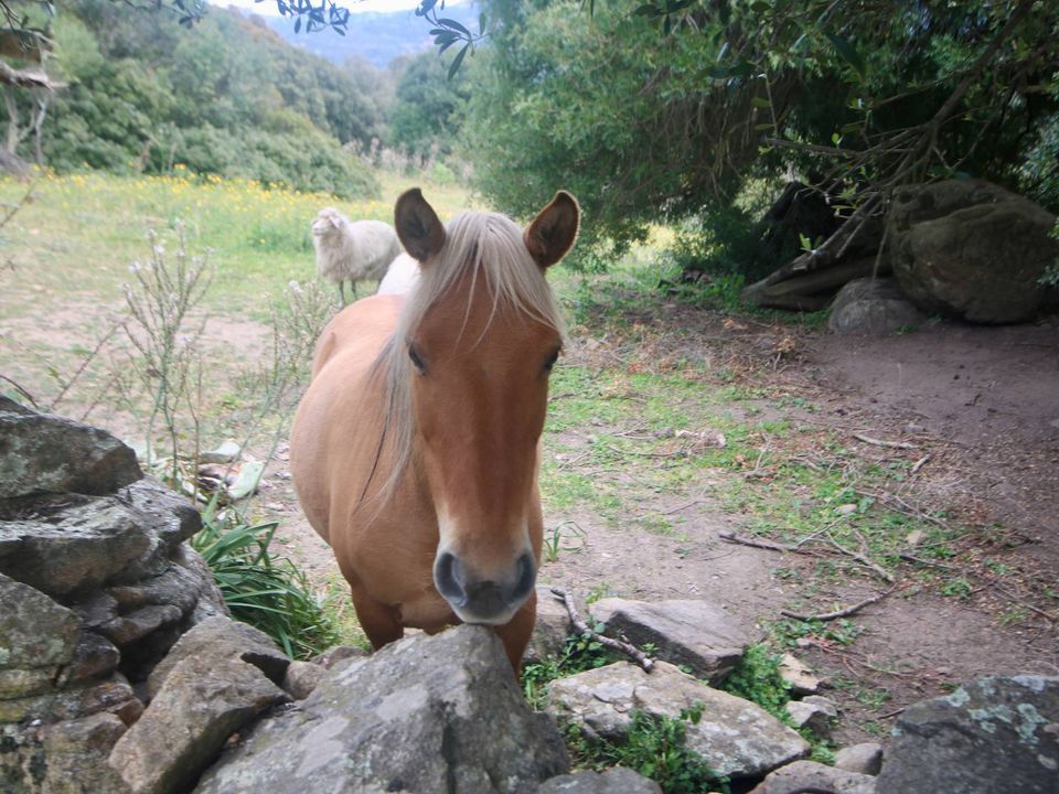 Landejendom i Sant'Antonio di Gallura, Sassari - foto 3