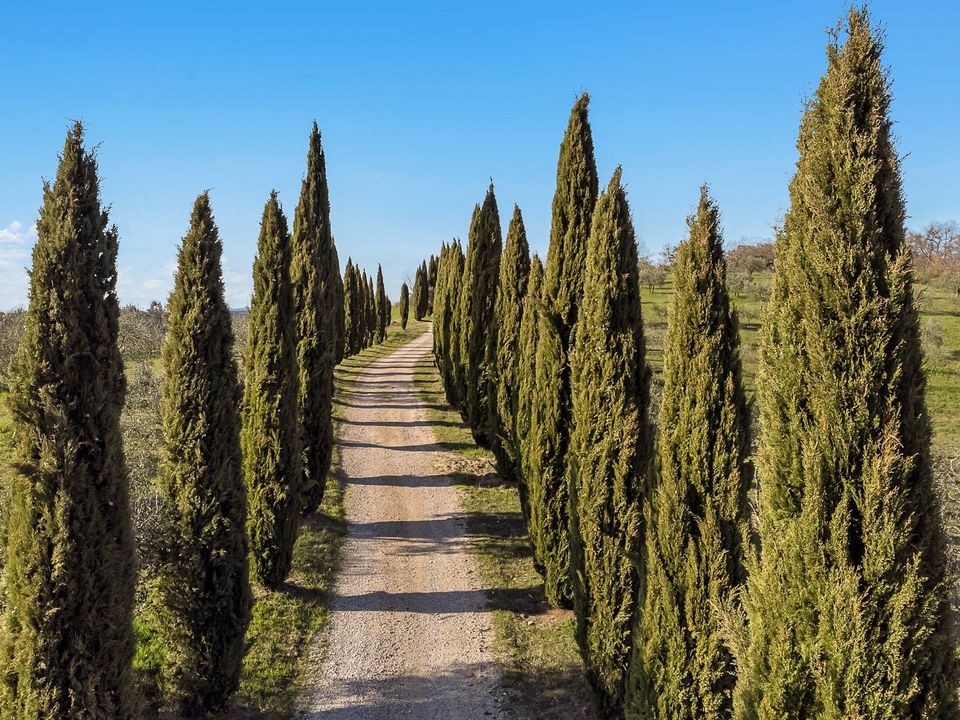 Herregård i Trequanda, Siena - bilde 4