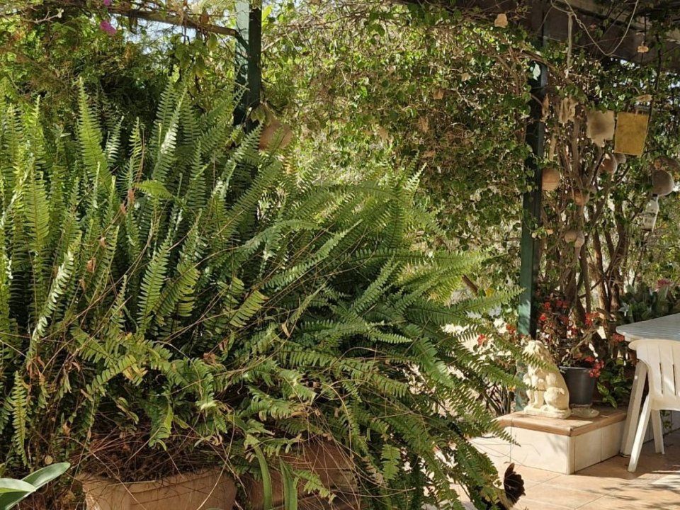 Landejendom i Elche, Alicante - foto 3