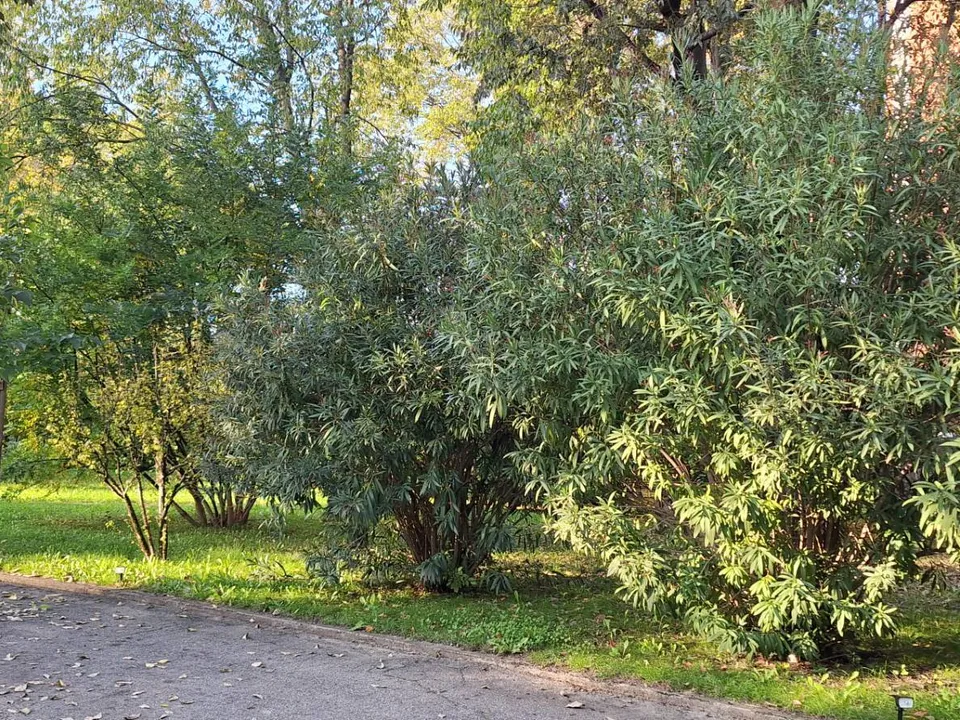 Leilighet i Bologna, Bologna - bilde 5