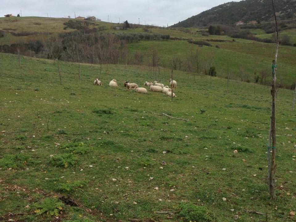 Helårsgrund i Capaccio Paestum, Salerno - foto 4