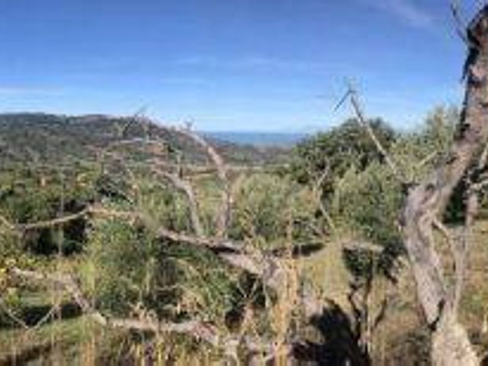 Helårsgrund i Ogliastro, Salerno - foto 2