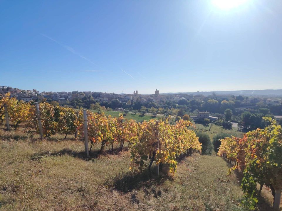 Landejendom i Offida, Ascoli Piceno - foto 1