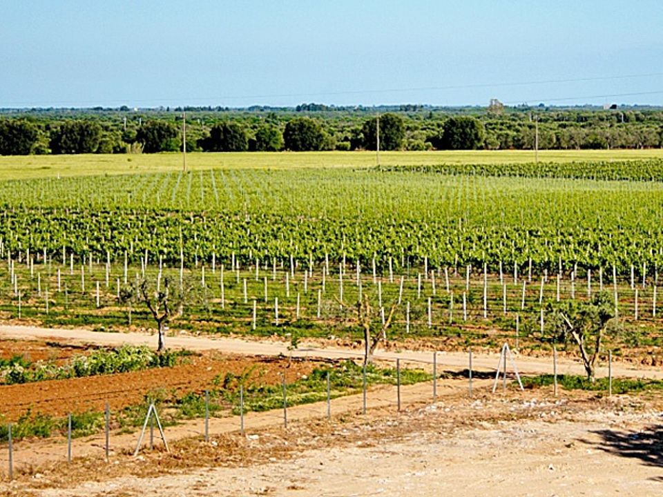 Farm i Latiano, Brindisi - foto 1
