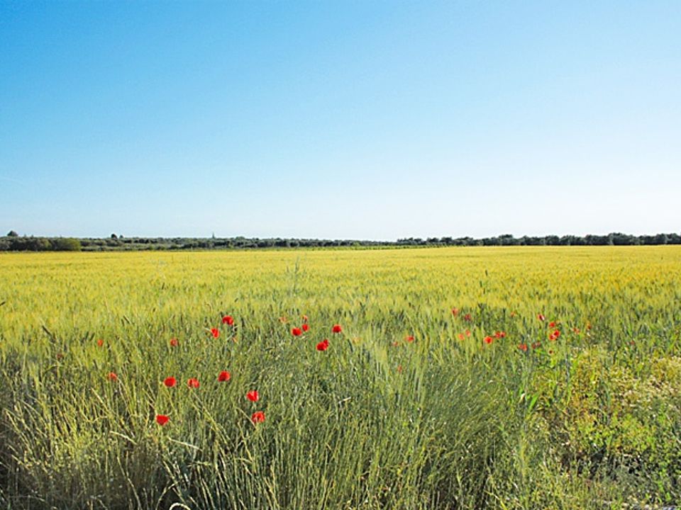 Farm i Latiano, Brindisi - foto 2