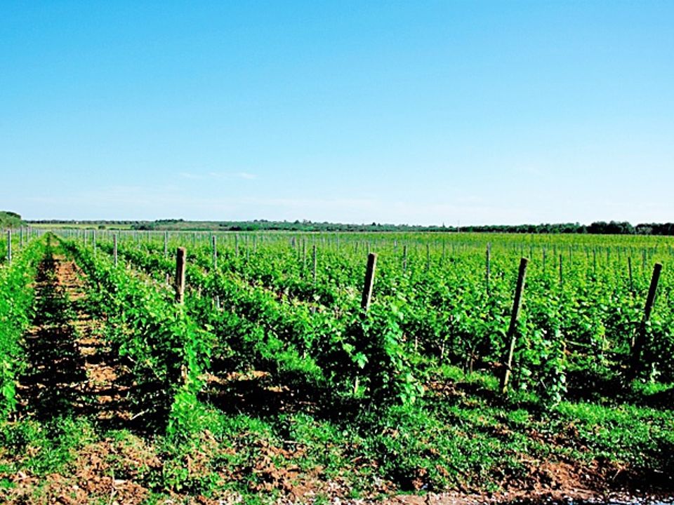 Farm i Latiano, Brindisi - foto 3
