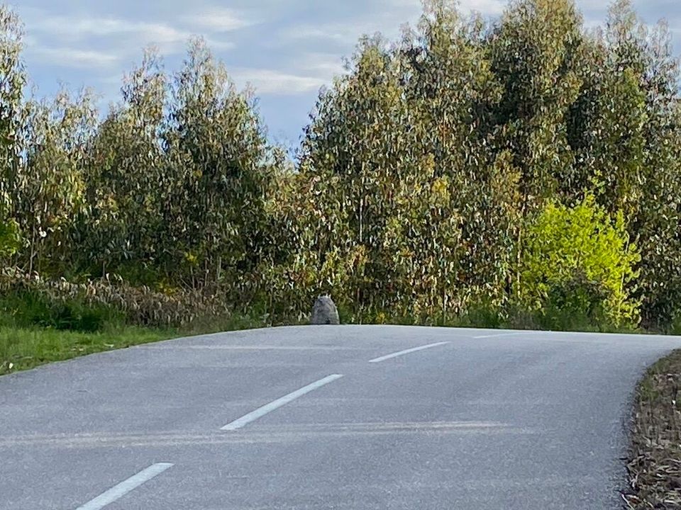 Helårsgrund i Tondela, Viseu - foto 2