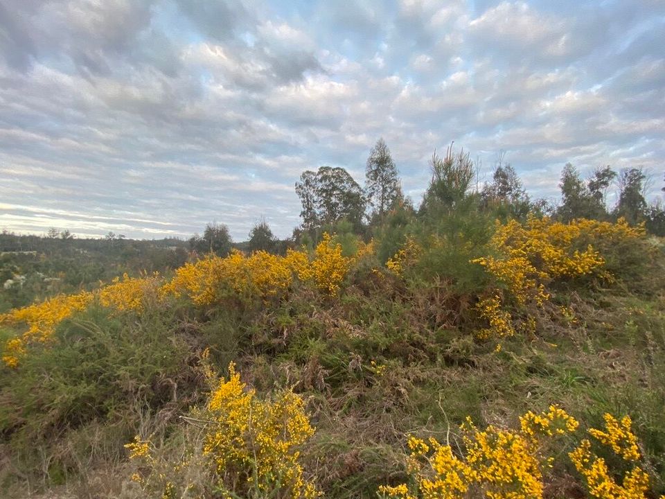 Helårsgrund i Tondela, Viseu - foto 1