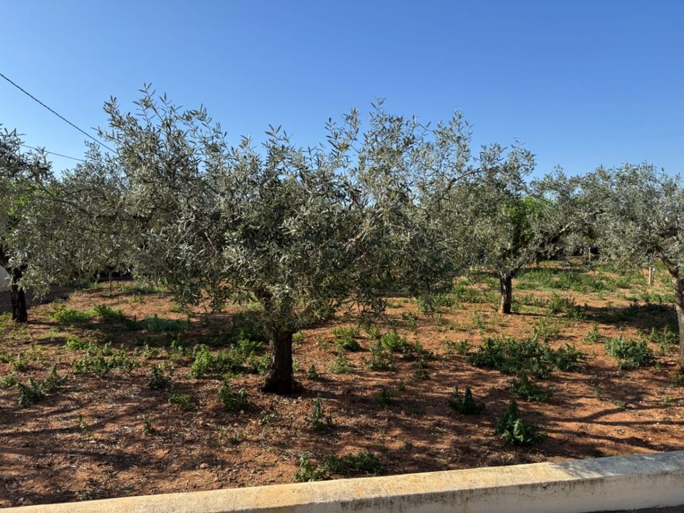 Finca i Benissa, Alicante - foto 3