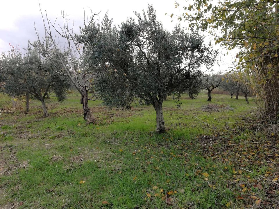 Helårsgrund i Cupello, Chieti - foto 3
