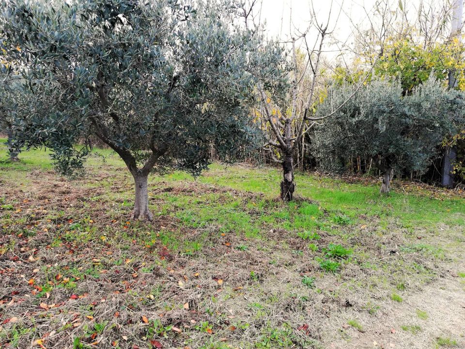 Helårsgrund i Cupello, Chieti - foto 4