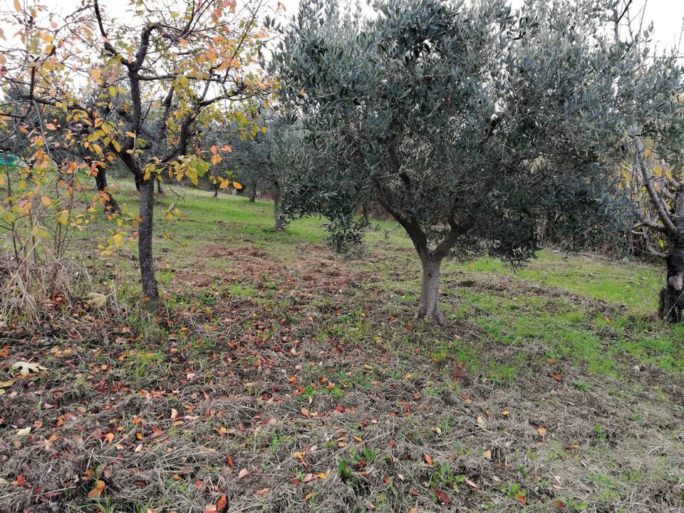 Helårsgrund i Cupello, Chieti - foto 5