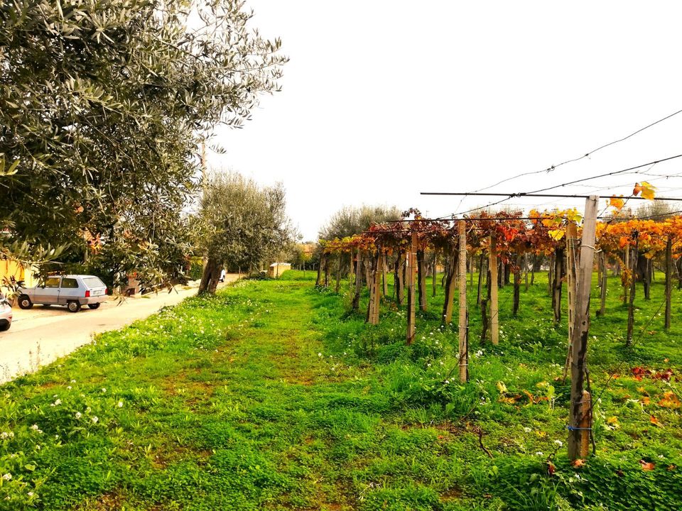 Helårsgrund i Vasto, Chieti - foto 3