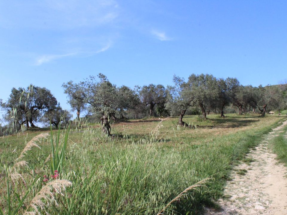 Tomt i Monteodorisio, Chieti - bilde 3